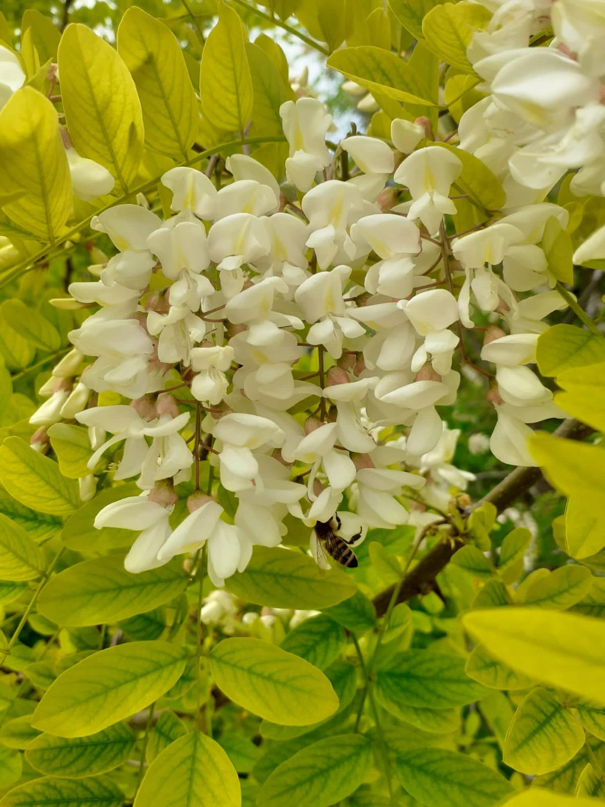 Miele Millefiori con prevalenza di sulla