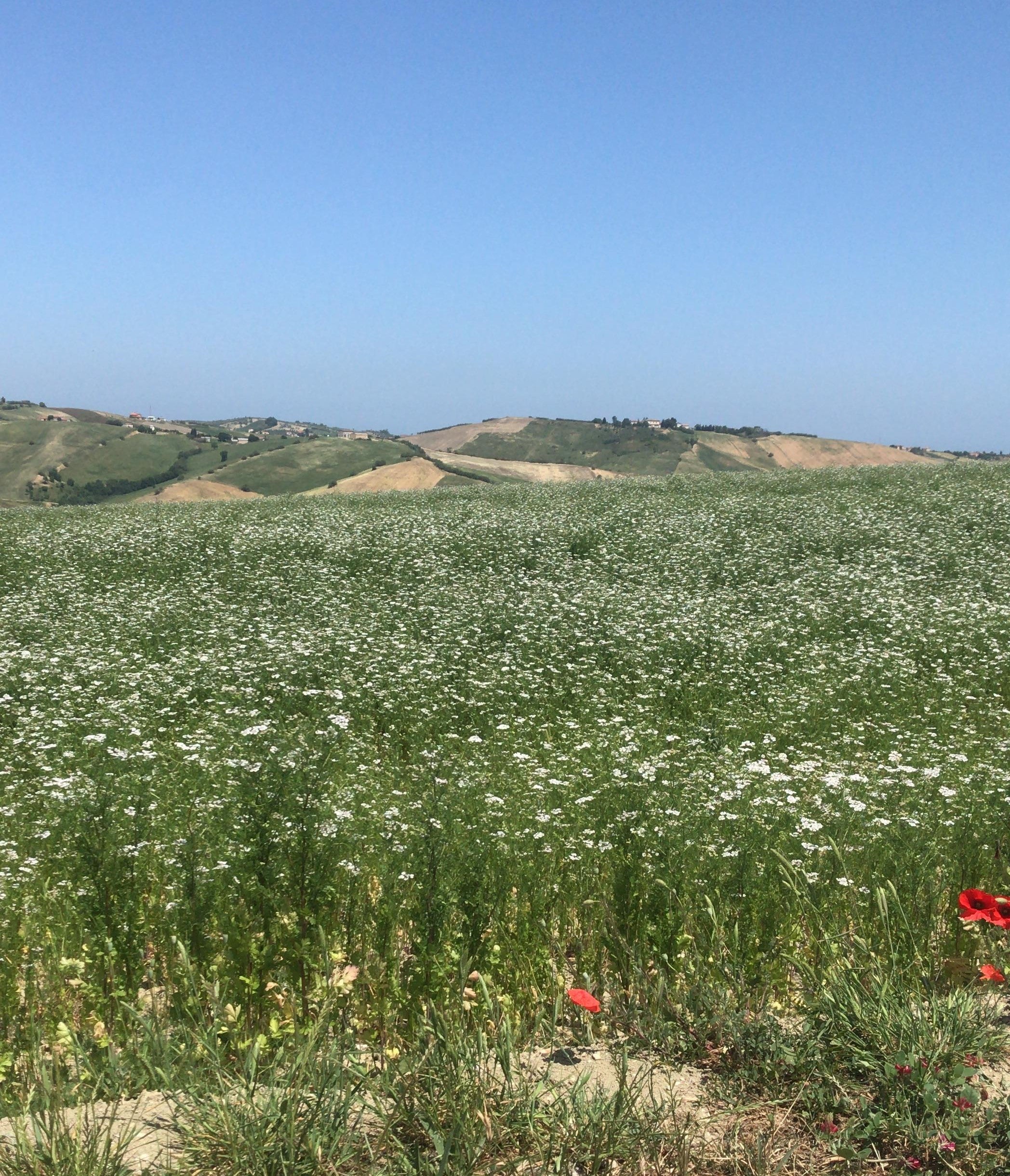 Miele Millefiori con prevalenza di sulla