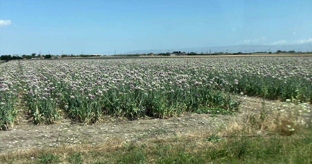 Miele Millefiori con prevalenza di Coriandolo