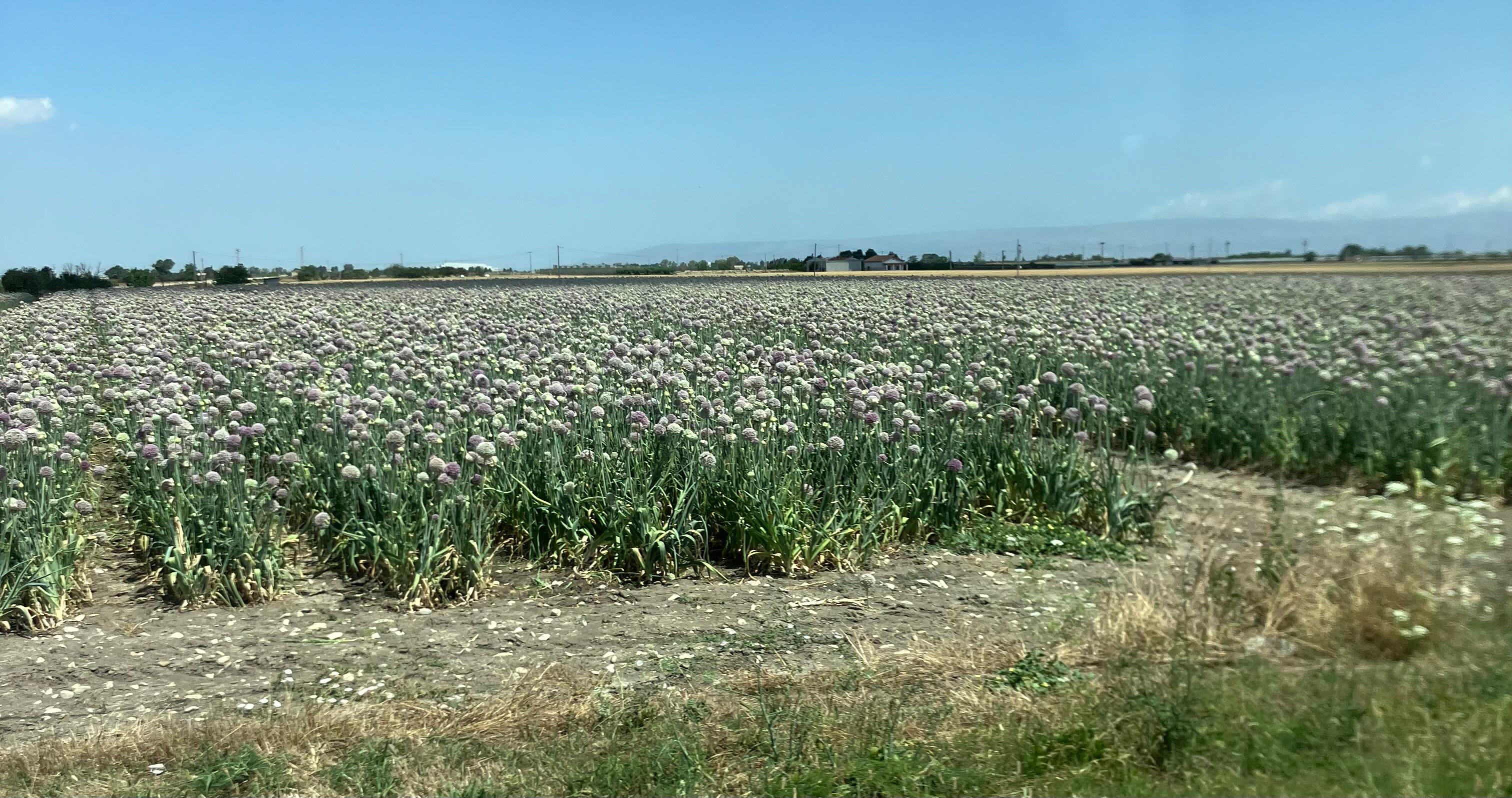 Miele Millefiori con prevalenza di Coriandolo