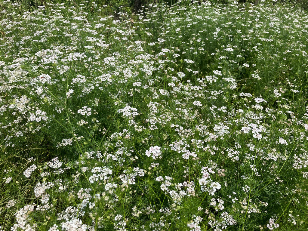 Miele Millefiori con prevalenza di Coriandolo