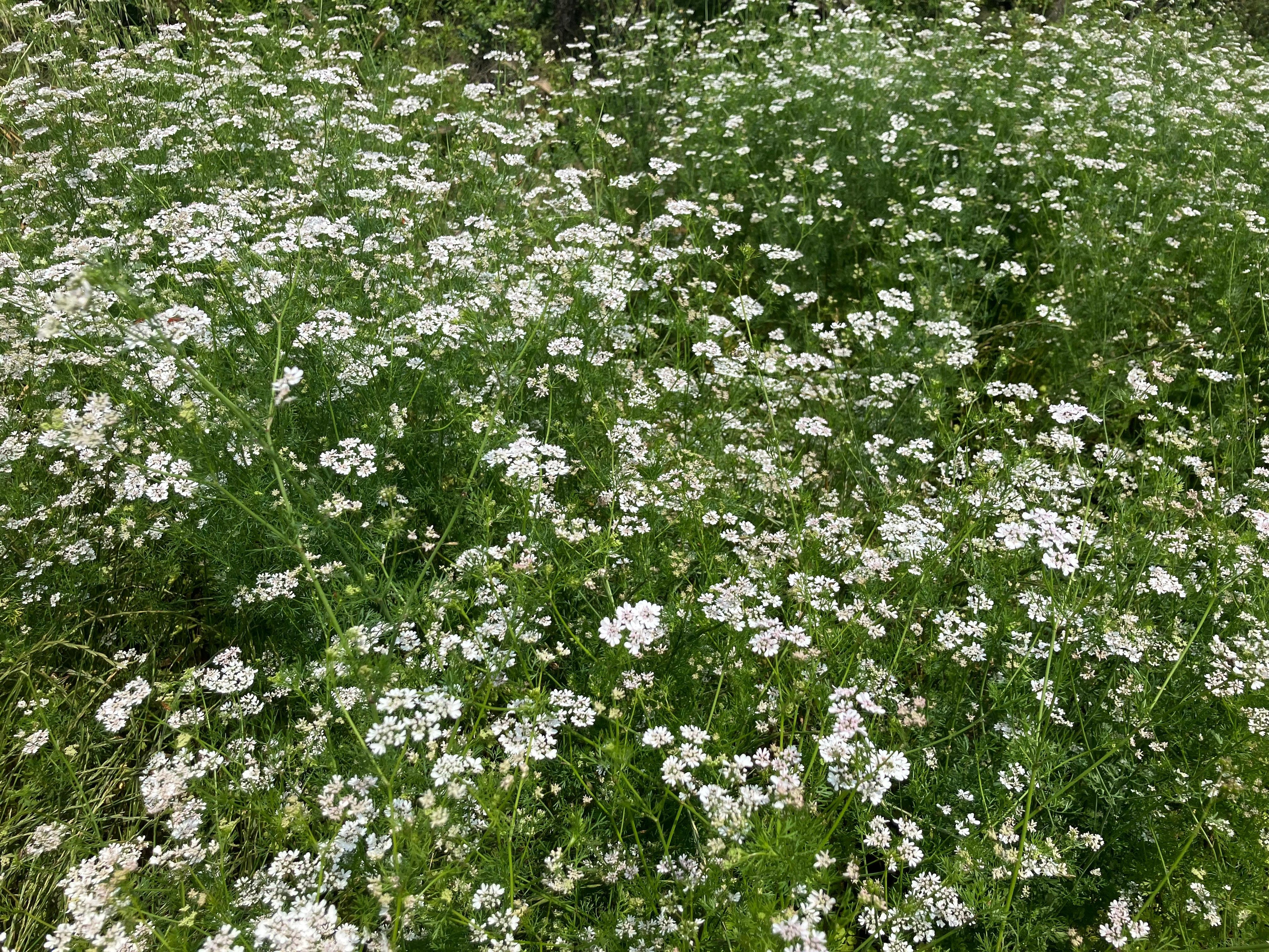 Miele Millefiori con prevalenza di Coriandolo