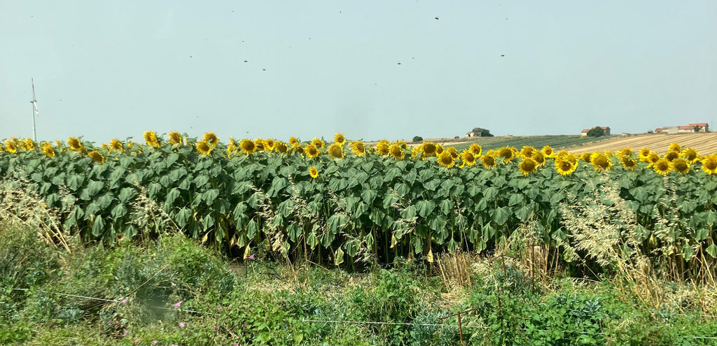 Miele Millefiori con prevalenza di Coriandolo