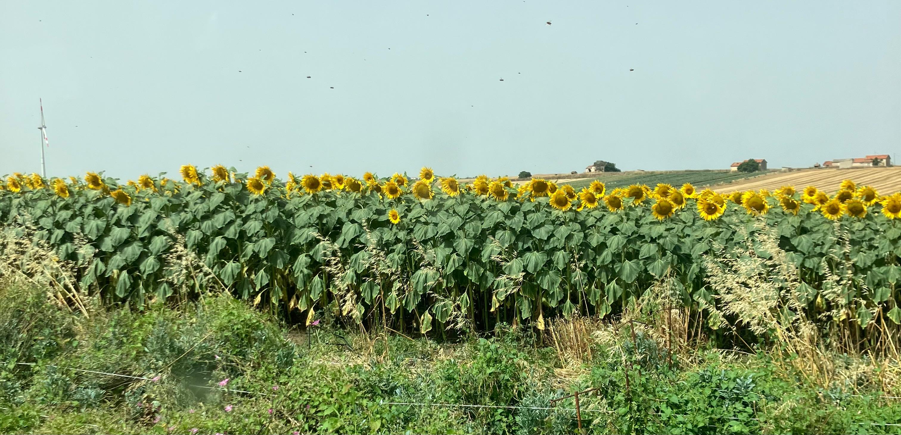 Miele Millefiori con prevalenza di Coriandolo
