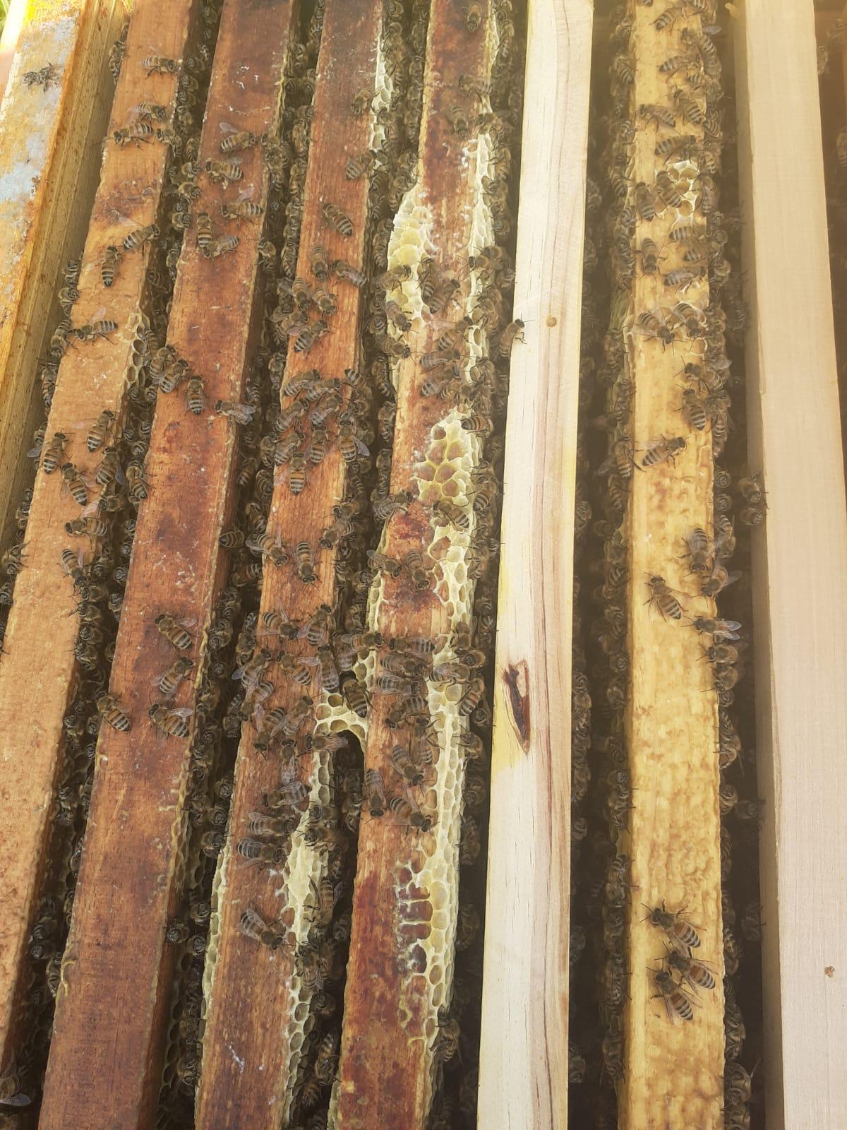 Miele Millefiori con prevalenza di sulla