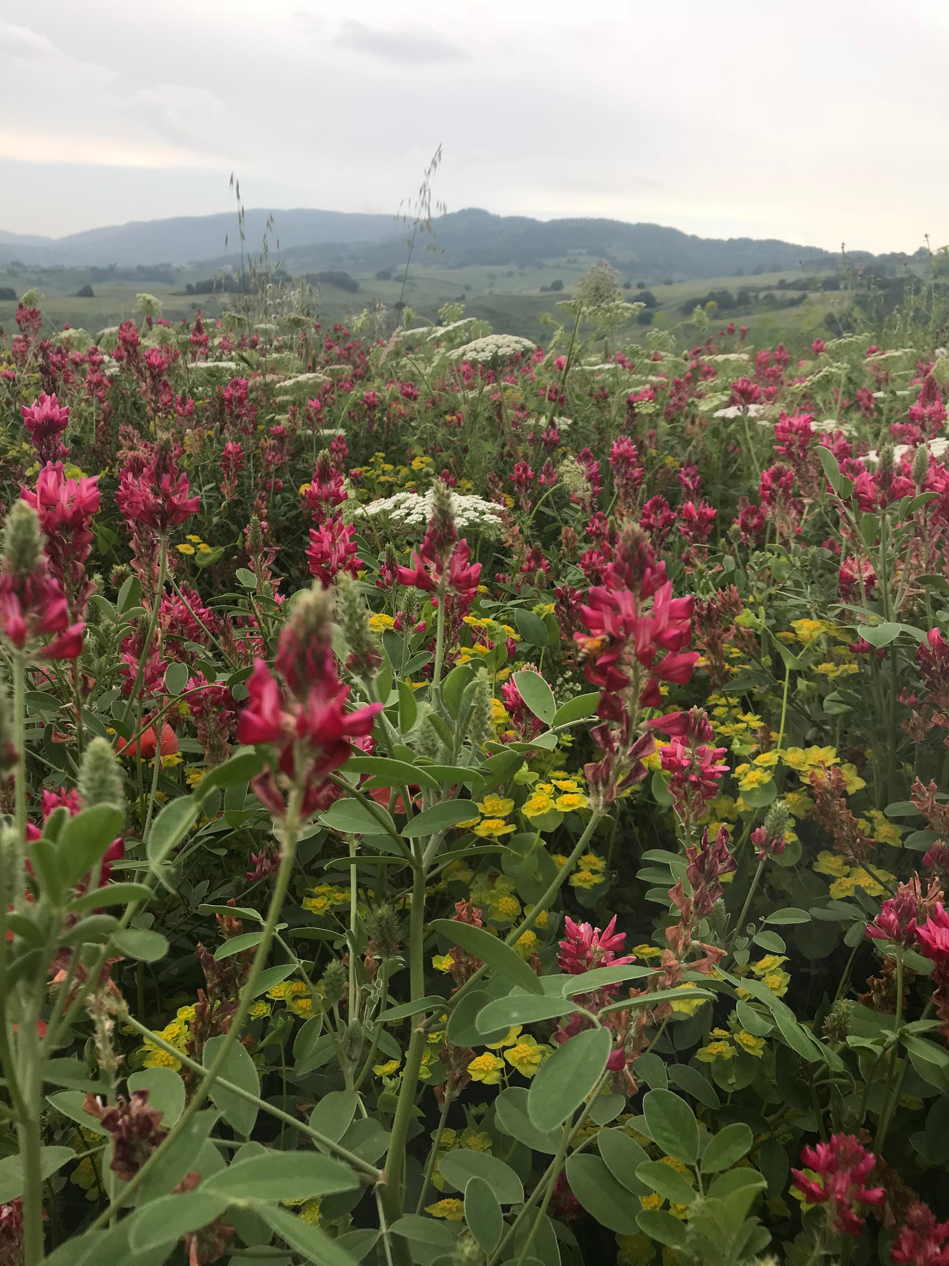 Miele Millefiori con prevalenza di sulla